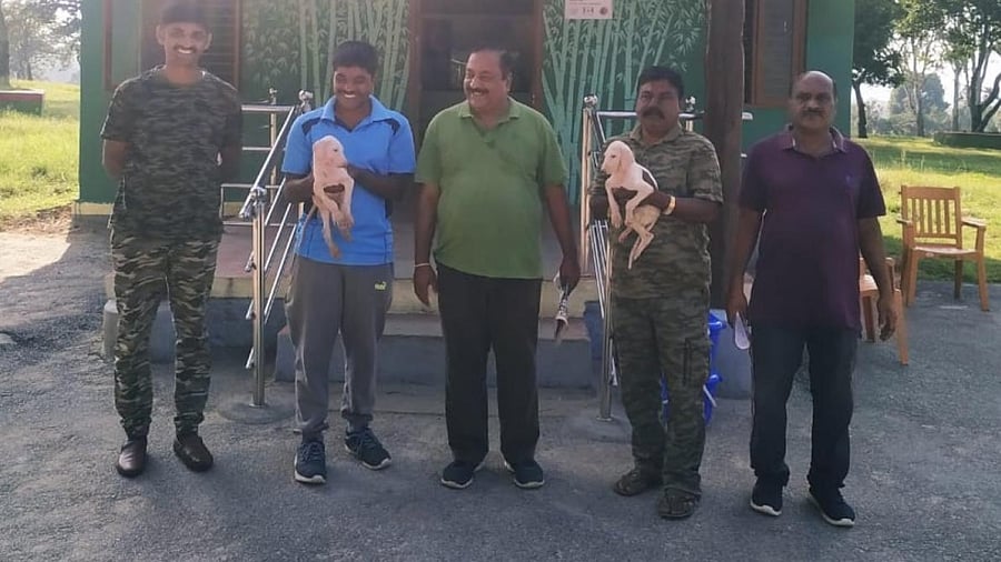 Bandipur Tiger Reserve authorities with Mudhol Hound dogs. Credits: DH special arrangement