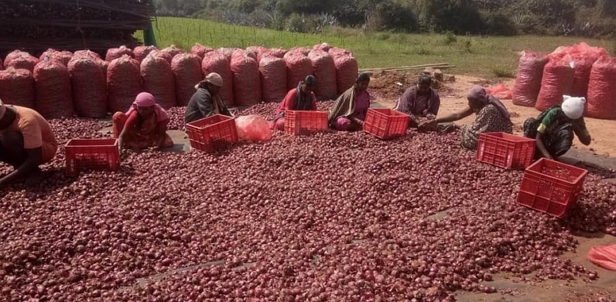 Workers clean onions on a farm. Credit: Handout.