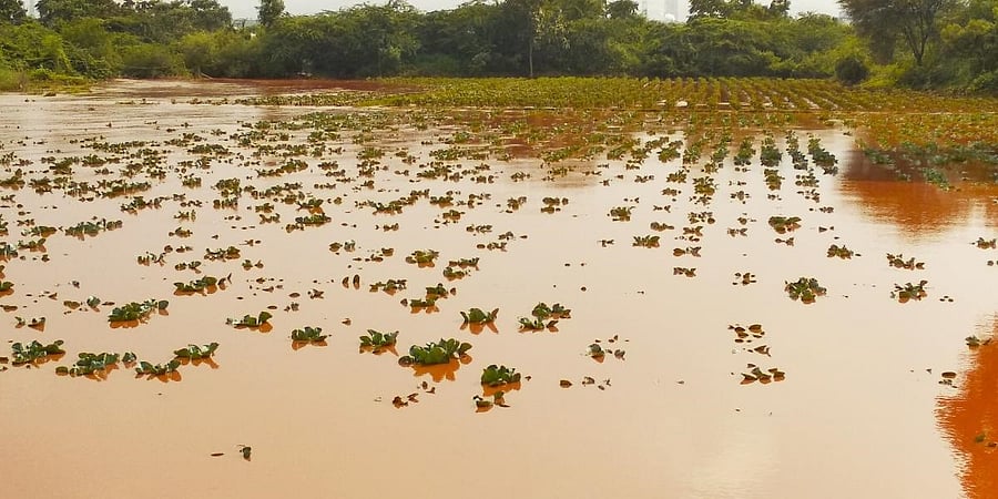 Representative image/Credit: DH File Photo