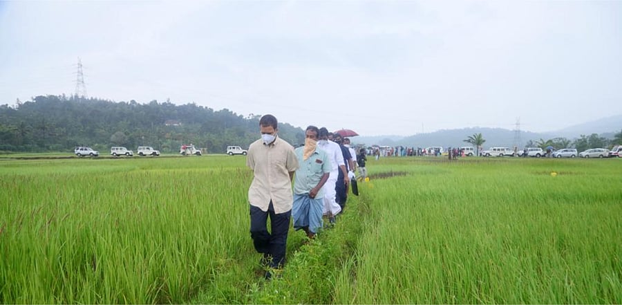 It was during a presentation by Kudumbashree on the organic and indigenous farming activities in the district that Rahul, who was on a three-day visit to his constituency, had shown keen interest in exploring the wider market of the produce. Credit: Rahul Gandhi Twitter account.
