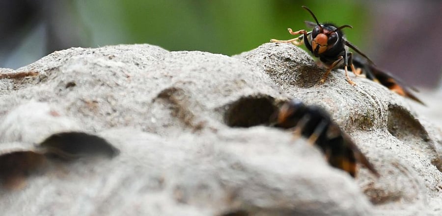 If it establishes, this hornet will have negative impacts on the environment, economy, and public health of Washington State. Credit: AFP Photo