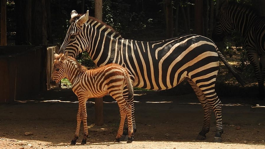  Newborn foal with mother ‘Prachi’, at Mysuru Zoo.  