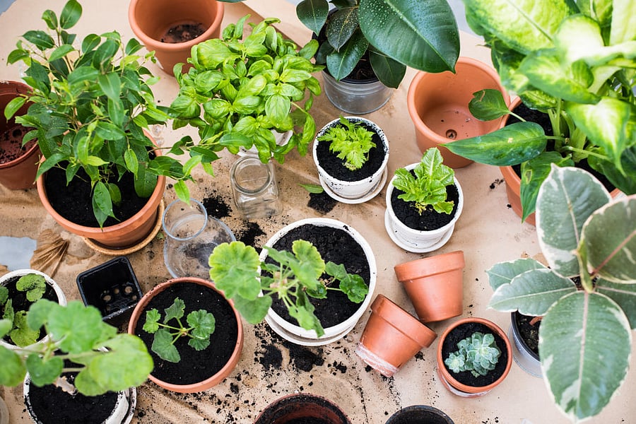 Plants often need a mix of sun and shade.