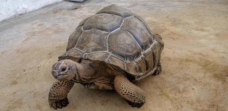 Tortoise. Representative Image. Credit: AFP Photo