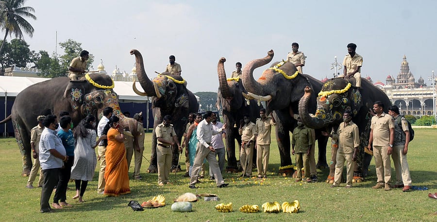 Puja was offered to Dasara elephants before leaving to forest camps from Mysuru Palace premises in Mysuru. DH PHOTO