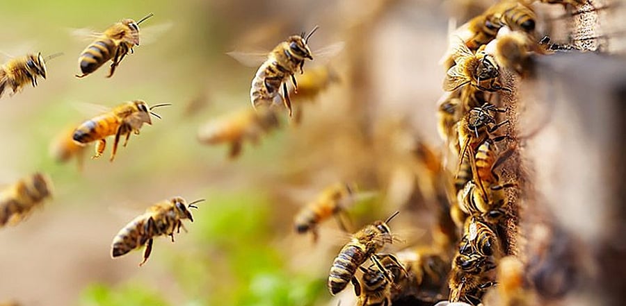 New research shows that in spite of differences in the behaviour of the dancer, the bees following this dance observe the dancer from identical vantage points and respond to the information with similar behaviours. The finding that the followers behave similarly suggests that this spatial information is communicated by a highly conserved mechanism. Credit: DH File Photo