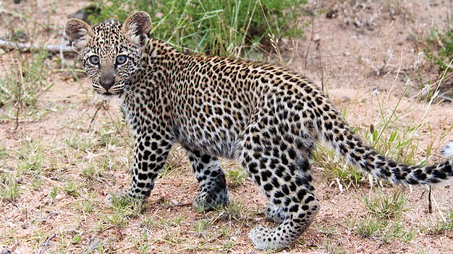 Representative image. Credits: DH file photo