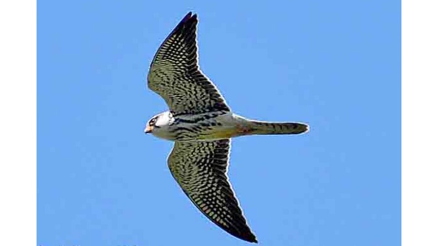 Amur Falcons in Manipur skies. Credits: Manipur forest department