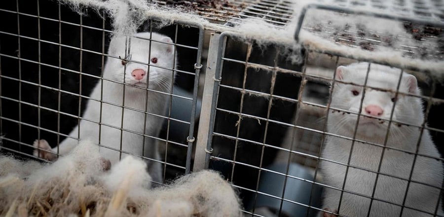 Denmark culls Covid-19 infected minks. Credit: AFP Photo
