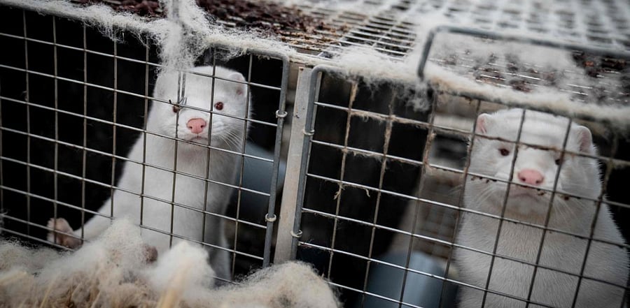  Denmark announced special restrictions for more than 280,000 people in the country's northwest after a mutated version of the new coronavirus linked to mink farms was found in humans. Credit: AFP Photo