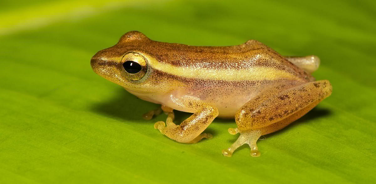 rohanixalus-914668-1605195832.