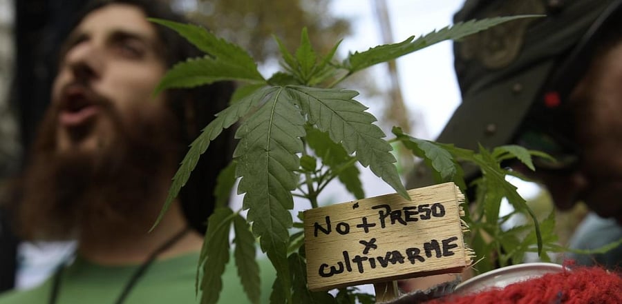 A man holds a cannabis plant with a sign reading "Not to jail for growing me". Credit: AFP Photo