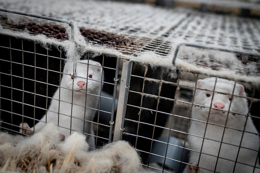 Mink are seen at the farm of Henrik Nordgaard Hansen and Ann-Mona Kulsoe Larsen near Naestved, Denmark. Credit: Reuters