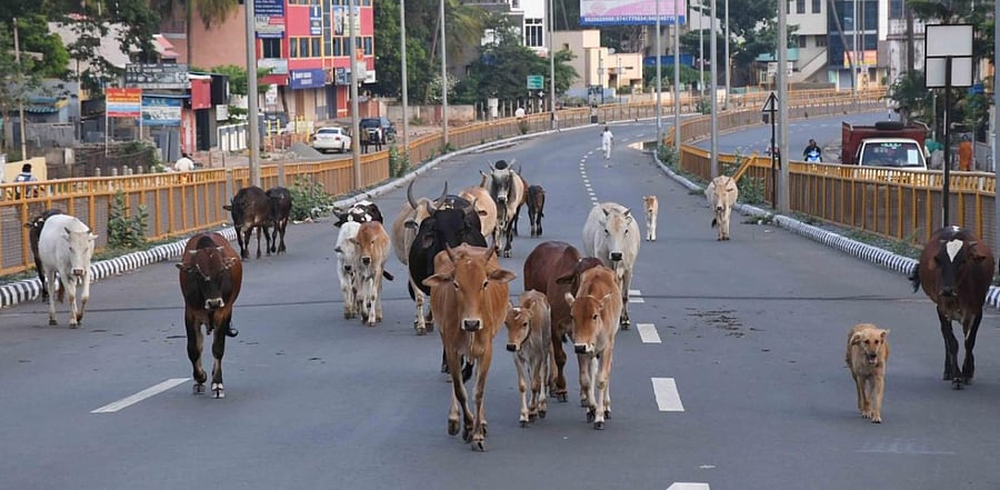 Representative Image. Credit: File Photo