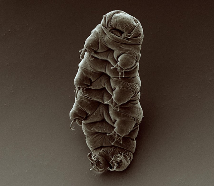 Tardigrade. Wikimedia Commons
