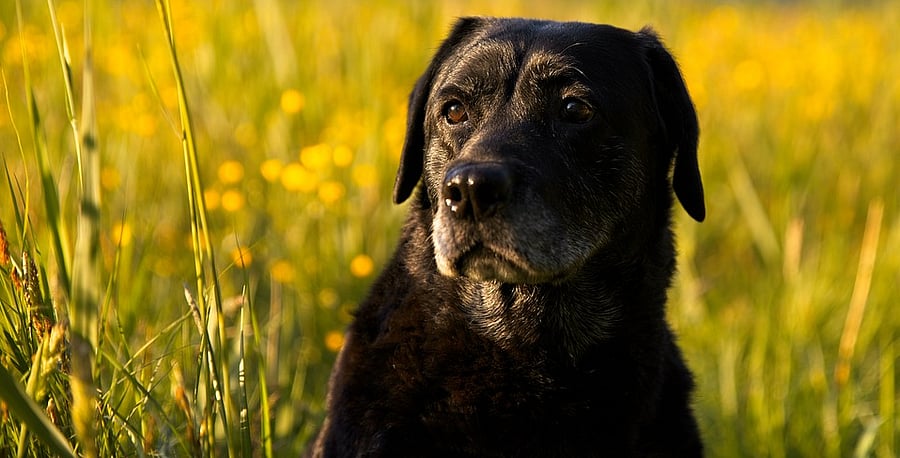 Representative image. Credit: Pixabay Photo 