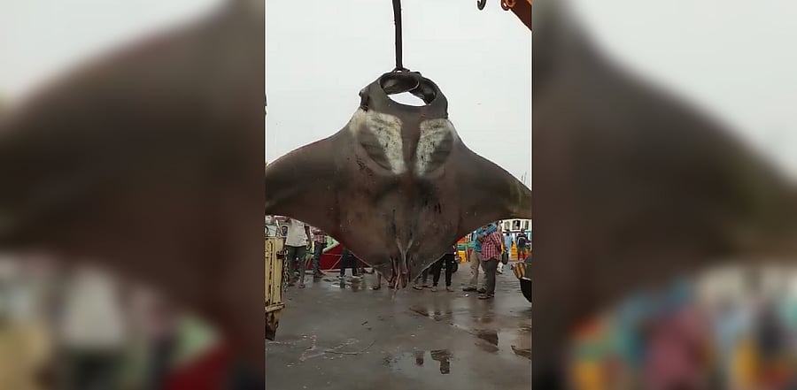 A view of Thorake fish caught by fishermen who went for deep sea fishing from Malpe. Credits: DH Special arrangement