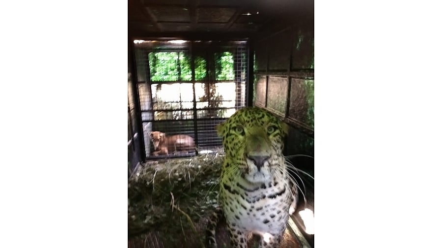 Credit: DH Special arrangement