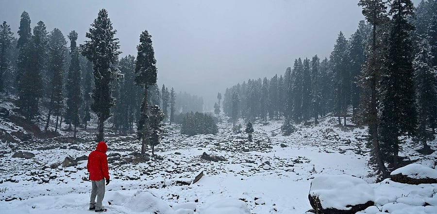 An Indian tourist looks out while walking during a snowfall in Yusmarg, some 55 Km from Srinagar on November 23, 2020. Credit: AFP Photo
