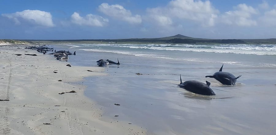 Pilot whales stranded in New Zealand beach. Credit: AFP Photo