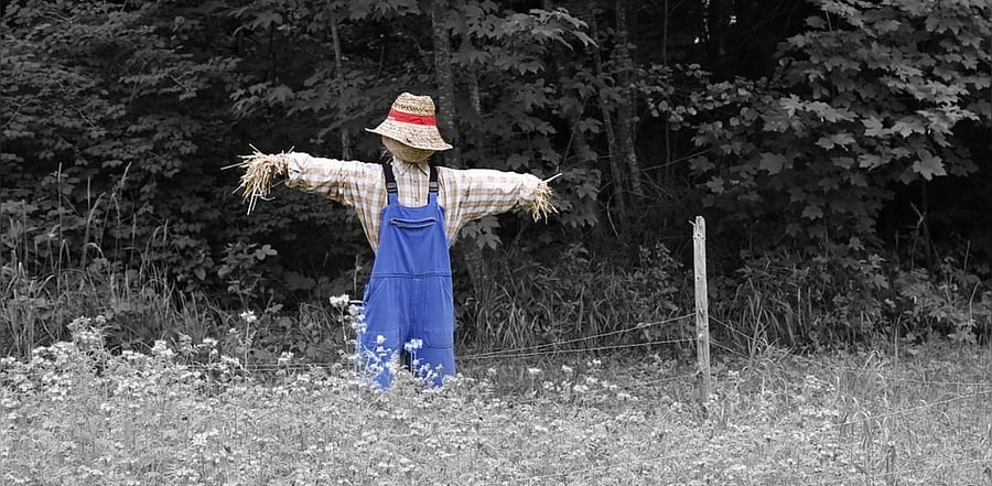 Representative Image. Credit: Pixabay Photo