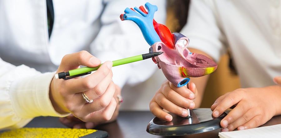 “Heart disease” is a blanket term for several kinds of heart conditions. Among them, mitral regurgitation (MR), is the most common heart valve problem. Credit: iStock Photo