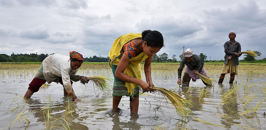 Women plant rice saplings at a paddy field in a village in Nagaon district, in the northeastern state of Assam. Credit: Reuters