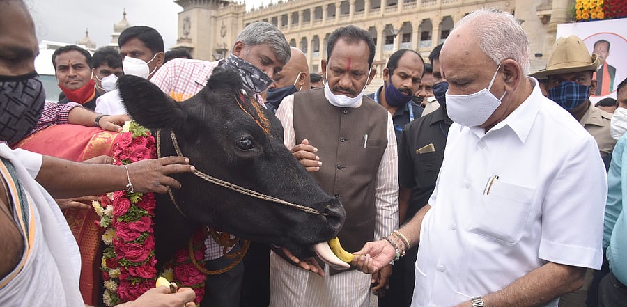 Karnataka CM B S Yediyurappa feeds a cow with Prabhu Chauhan. Credit: DH File Photo