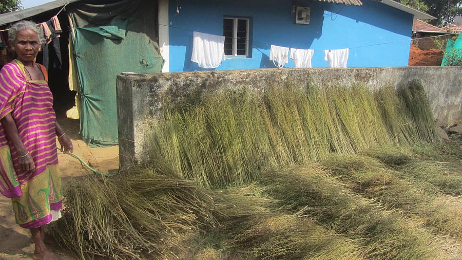 A woman labourer with the brooms prepared by her, at Kanva Balamuri village, near Napoklu. Credit: DH Photo.