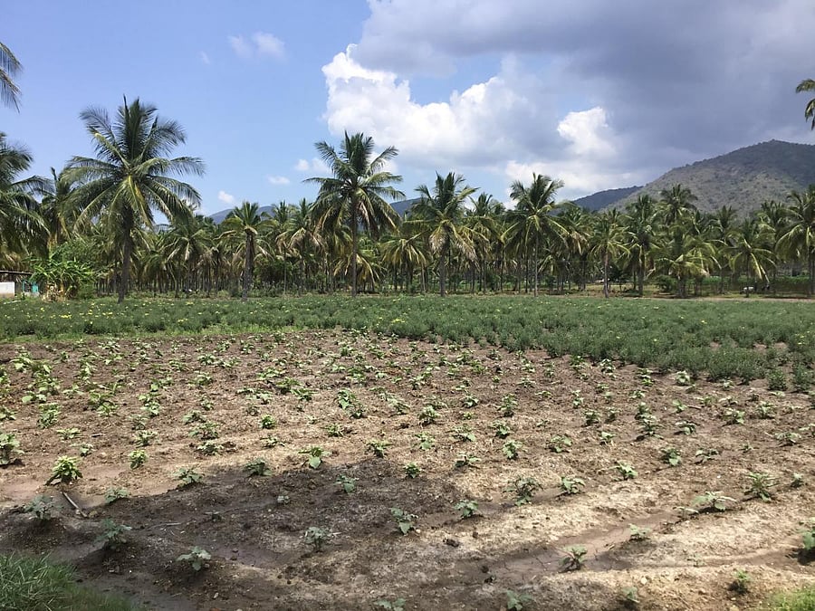 Representative image/Credit: DH File Image/ETB Sivapriyan