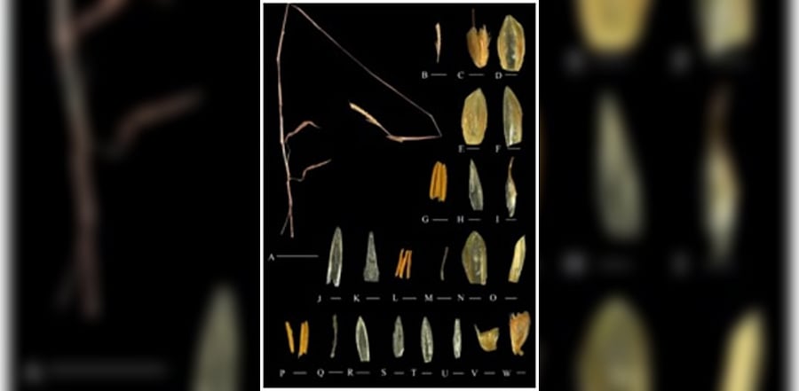 The Western Ghats have 40 species with the highest concentration of the genus. Credit: Ministry of Science & Technology website