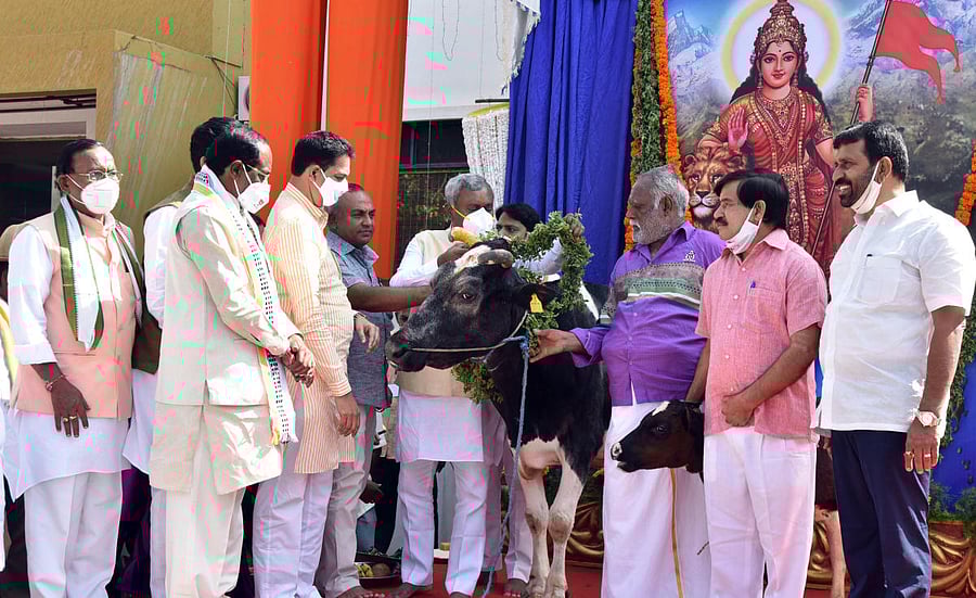 BJP state president Nalin Kumar Kateel performs ‘Go Puja’ during the BJP Backward Classes Morcha state executive meeting in Mysuru on Wednesday. District In-charge Minister S T Somashekar, MLAs S A Ramadass and L Nagendra are seen. Credit: DH PHOTO