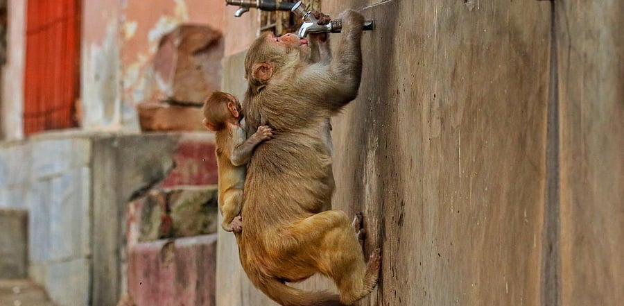 Representative Image. Credit: PTI File Photo