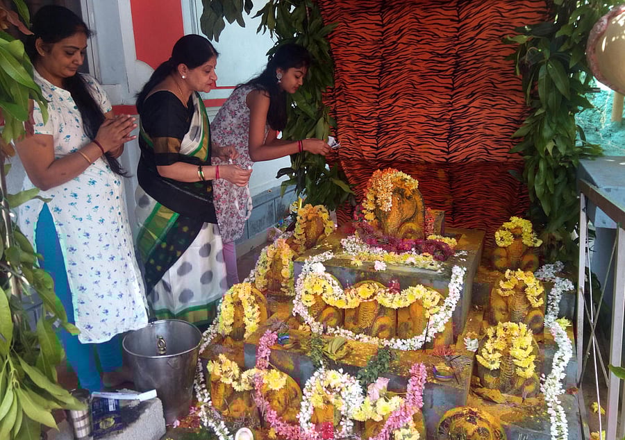 Women offer milk to the Nagarakallu at the Nagarabana on the premises of Someshwara Temple in Somwarpet.