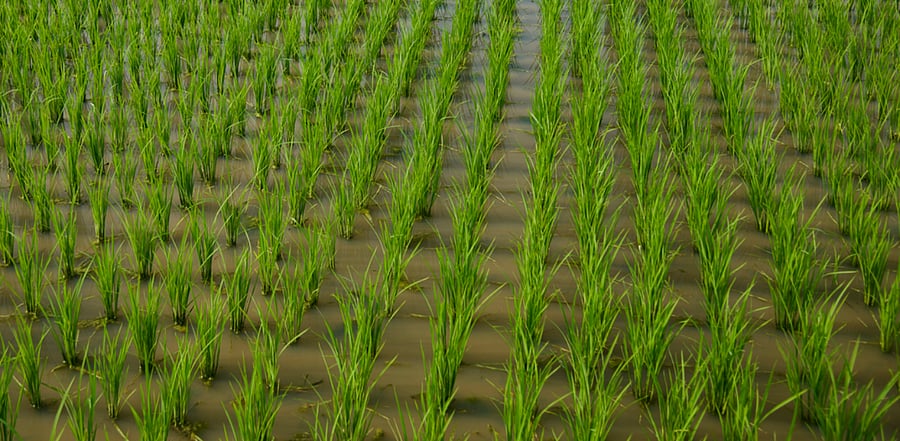 Representative image: iStock Photo