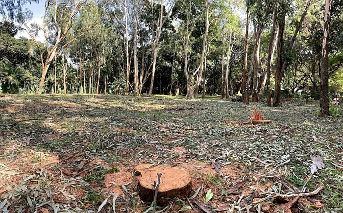 One of the trees cut down at the National War Memorial Park on Miller's Road, Bengaluru. Credit: DH Photo/Pushkar V