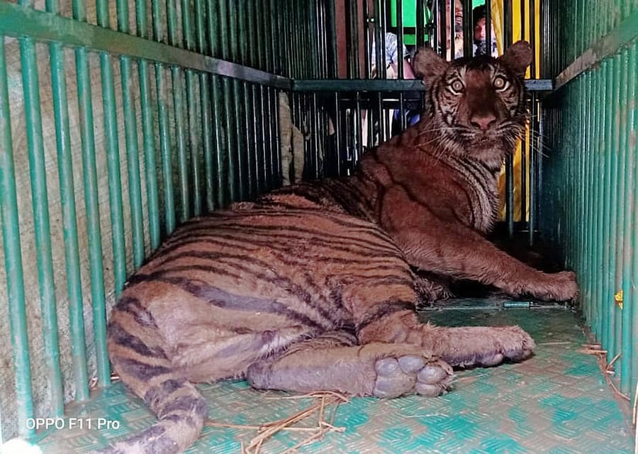 The tigress which was captured at Balele near Gonikoppa is being treated at a tiger rehabilitation centre in Mysuru.