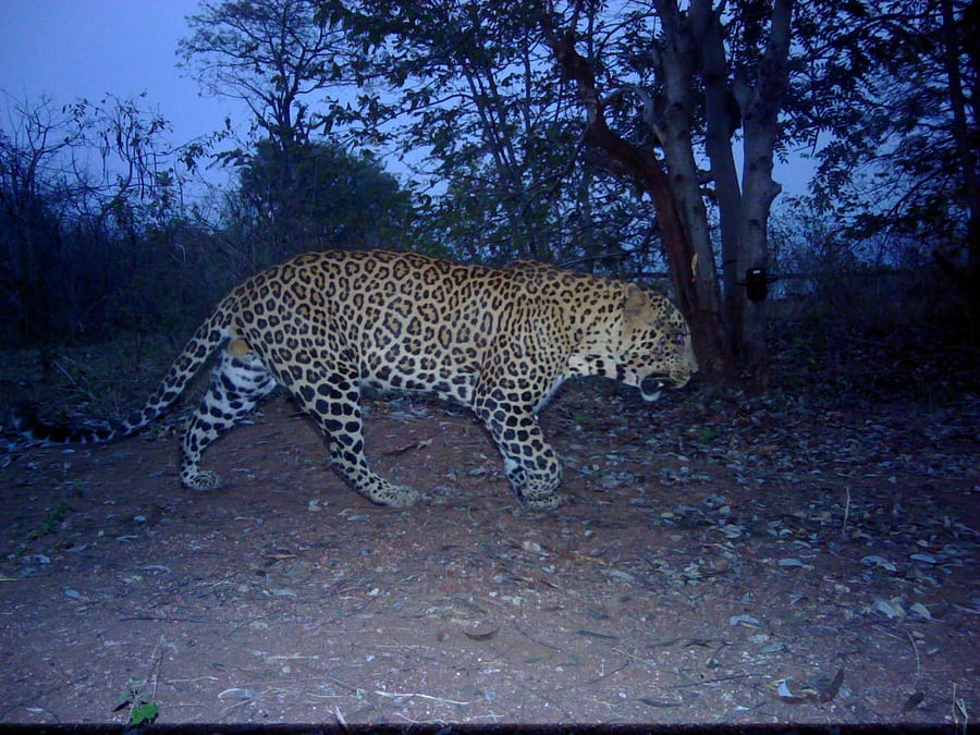 A male tiger which came from the Cauvery Wildlife Sanctuary in search of a female tiger for mating, was sighted at Bannerghatta National Park in Bengaluru. Credit: DH Photo
