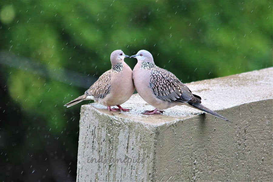 Spotted doves