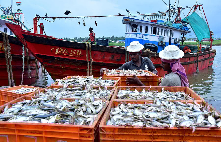 Fishes being collected at Old Port in Mangaluru. DH Photo/ Govindraj Javali
