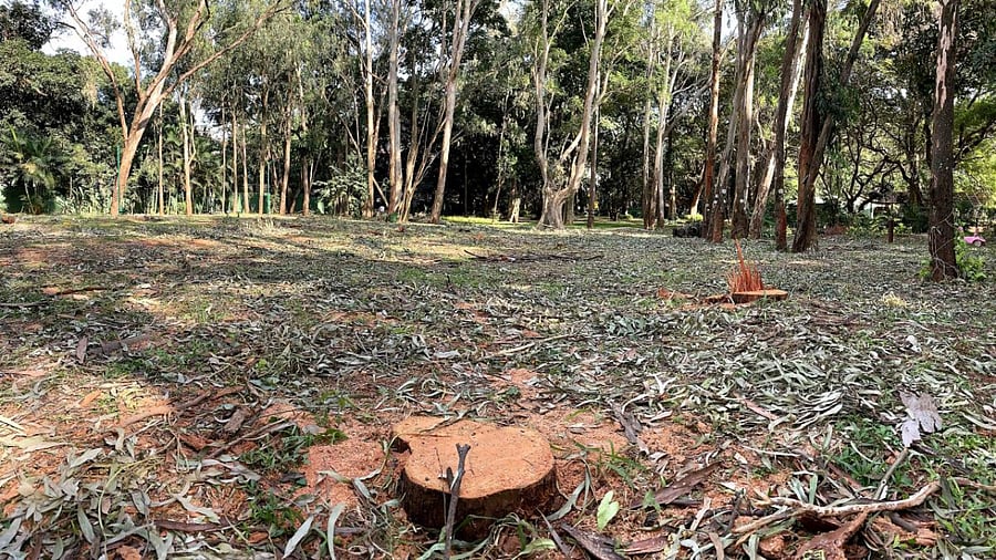 Trees cut down at the National War Memorial Park, Vasanthnagar, Bengaluru. Credit: DH photo/Pushkar V.