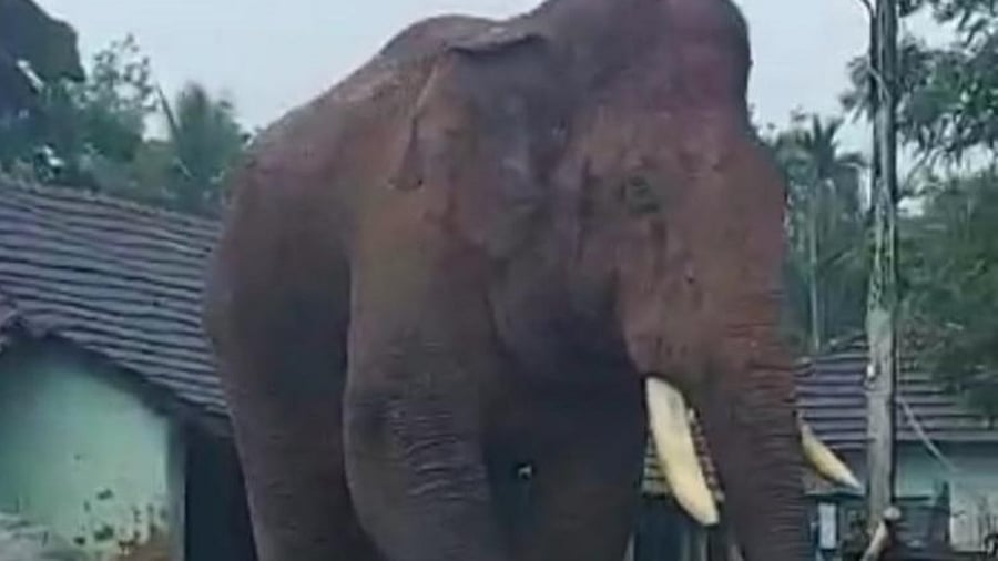 Credit: Special Arrangement