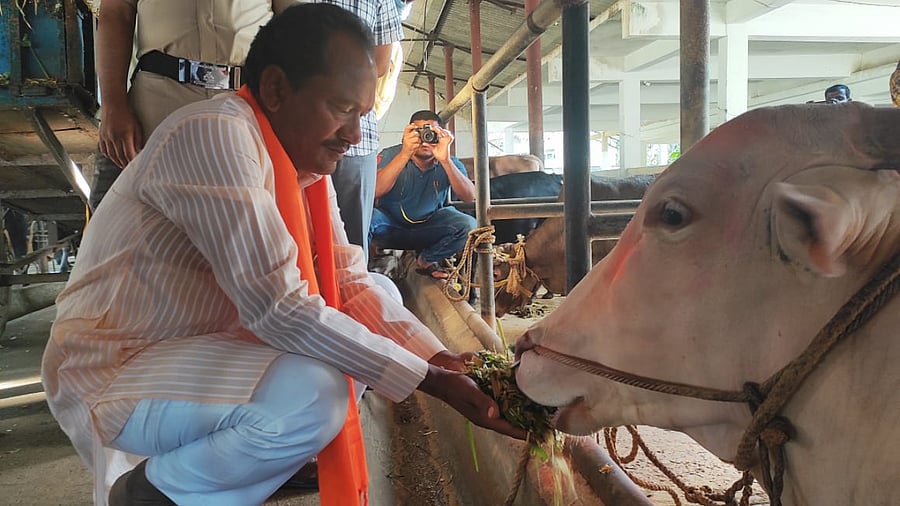 Animal Husbandry Minister Prabhu Chauhan feeds fodder to a cattle at Rayapur fodder plant near Dharwad. Credit: DH Photo