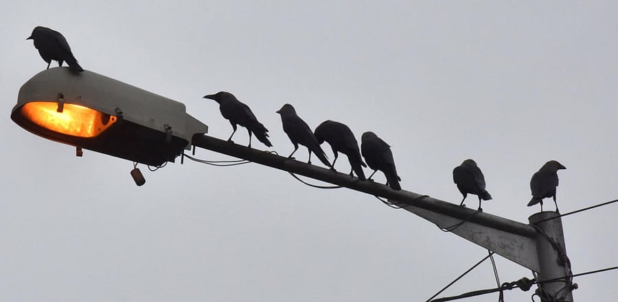 Deputy Commissioner Rajouri, Mohammad Nazir Sheikh said that necessary examination of these birds will be conducted by sending teams of the concerned department. Credit: DH File Photo