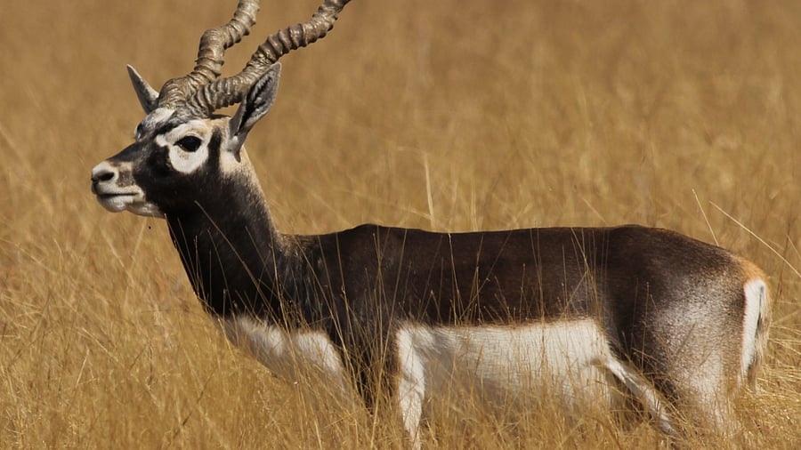 Blackbucks. Credit: DH File Photo