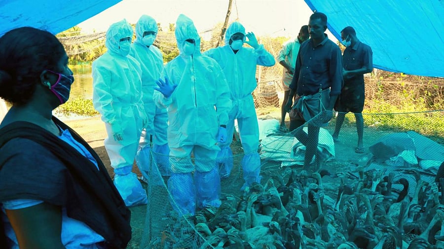 Animal Husbandry Department worker culls ducks following detection of Avian Influenza (H5N8) at four places, in Alappuzha district of Kerala. Credit: PTI Photo