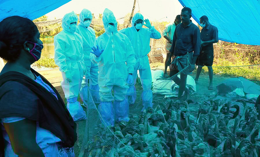 Animal Husbandry Department worker culls ducks following detection of Avian Influenza (H5N8) at four places. Credit: PTI Photo
