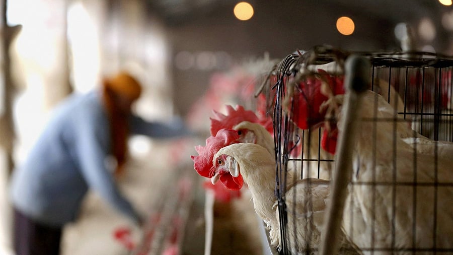 Representative Image. Credit: PTI Photo