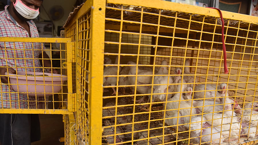 <div class="paragraphs"><p>File Photo: Chicken shop.</p></div>