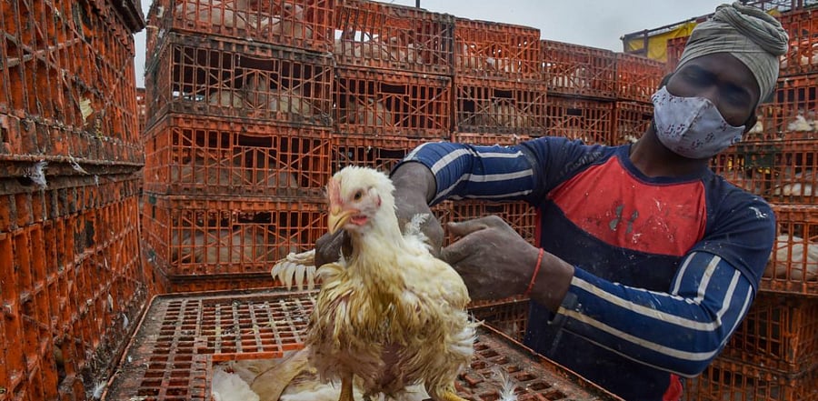 A worker loads chickens in a tempo at Ghazipur Murga Mandi, in New Delhi. Credit: PTI Photo